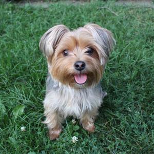 The Ultimate Morkie Breed Guide: Health, Care & Traits 4 Morkie Breed