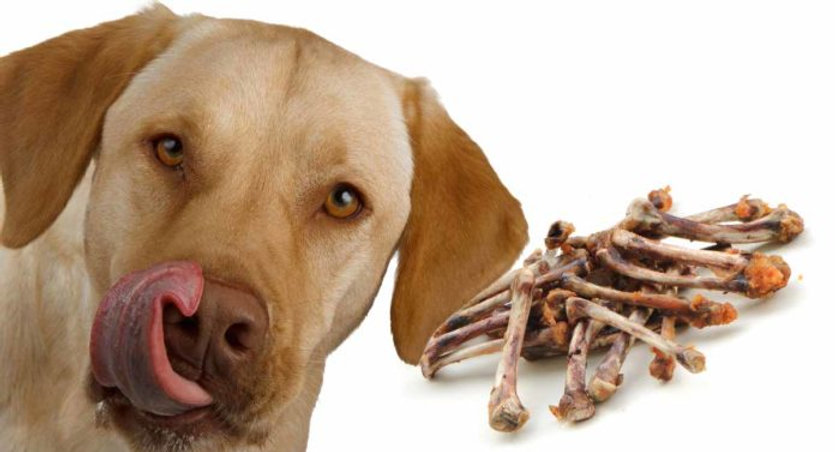 Dog Ate Chicken Bones: Risks & Immediate Actions to Take 2 Chicken Bones