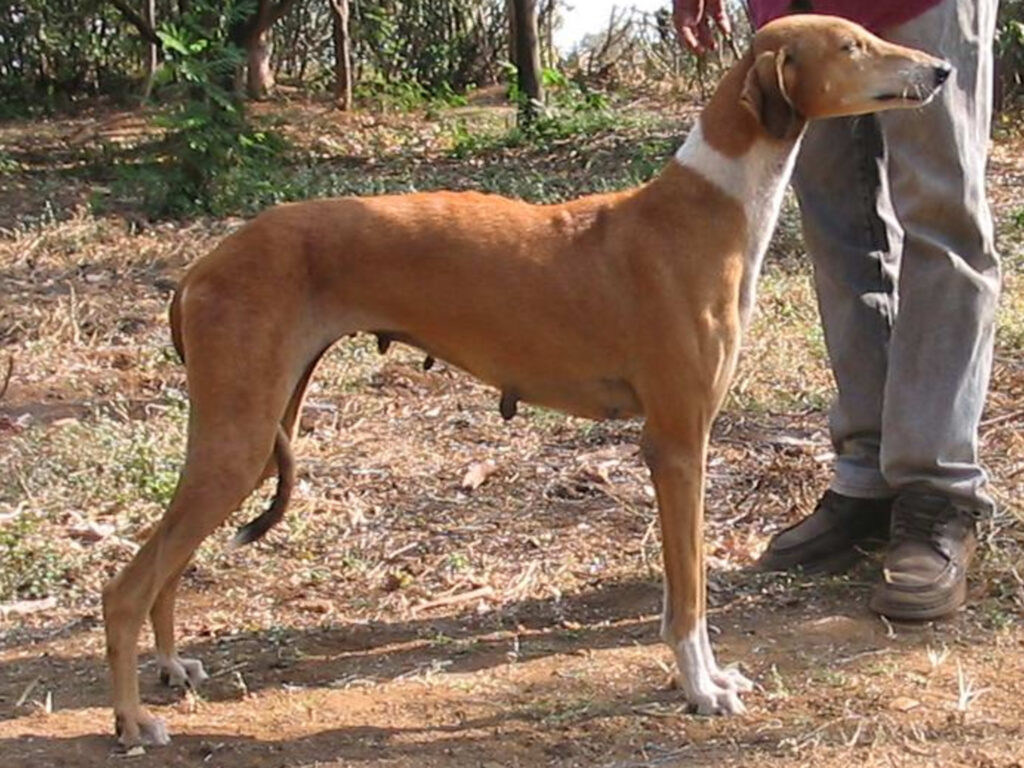 Rajapalayam Dog: India's Majestic White Guardian Breed 5 Rajapalayam Dog