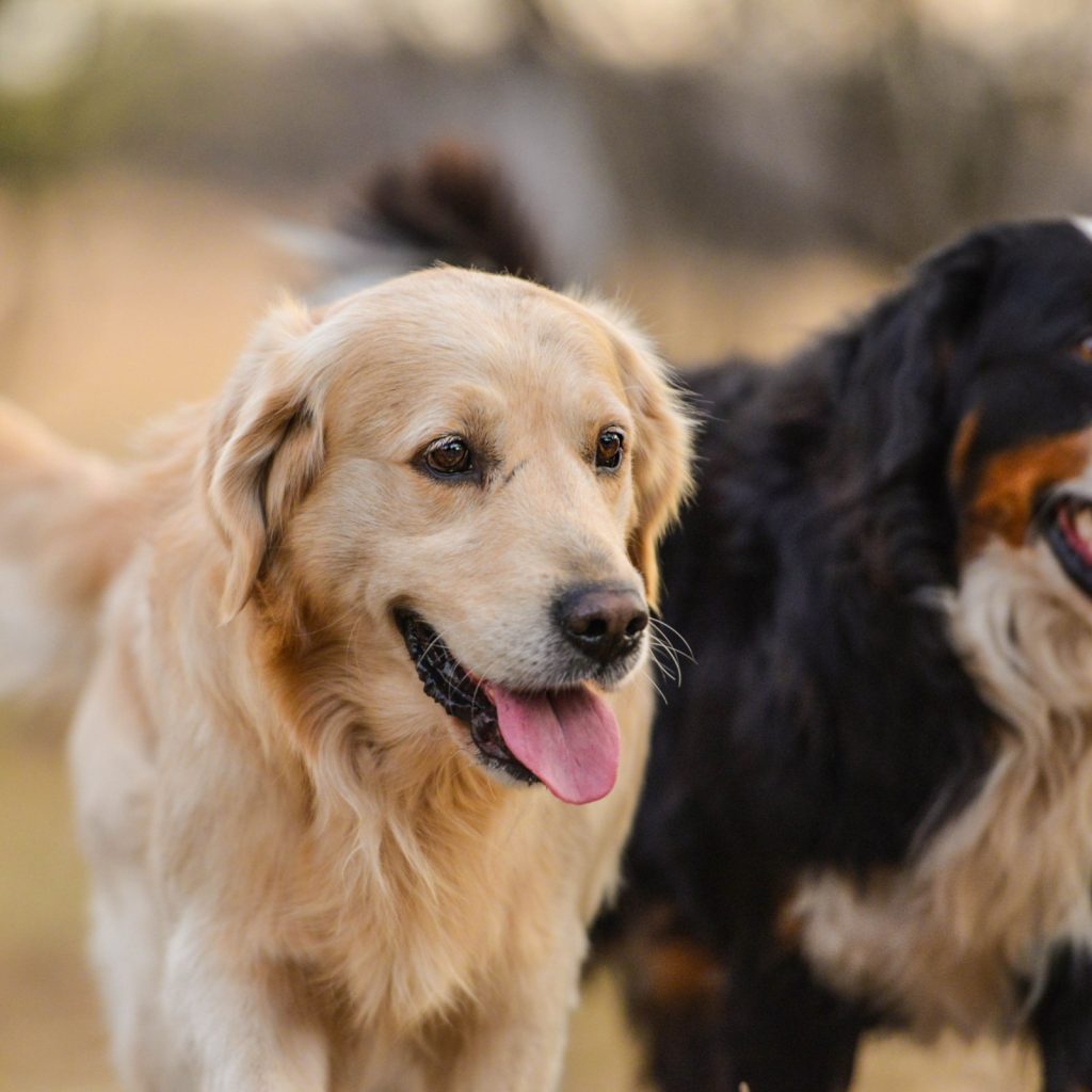 Golden Mountain Dog: Comprehensive Guide for Families 3 Golden Mountain Dog