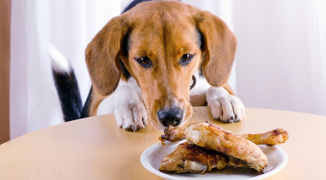 Dog Ate Chicken Bones: Risks & Immediate Actions to Take 4 Chicken Bones