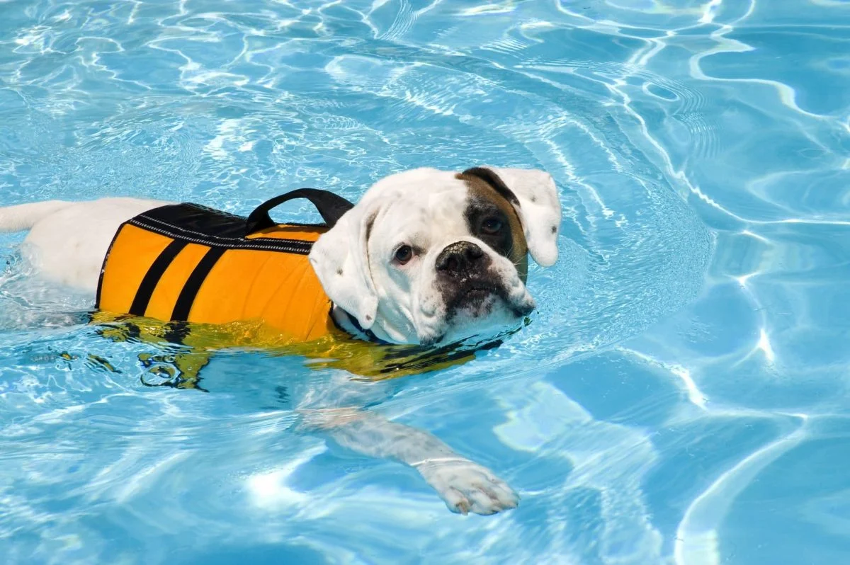 Top Dog Life Jackets for 2025: Keep Your Pet Safe
