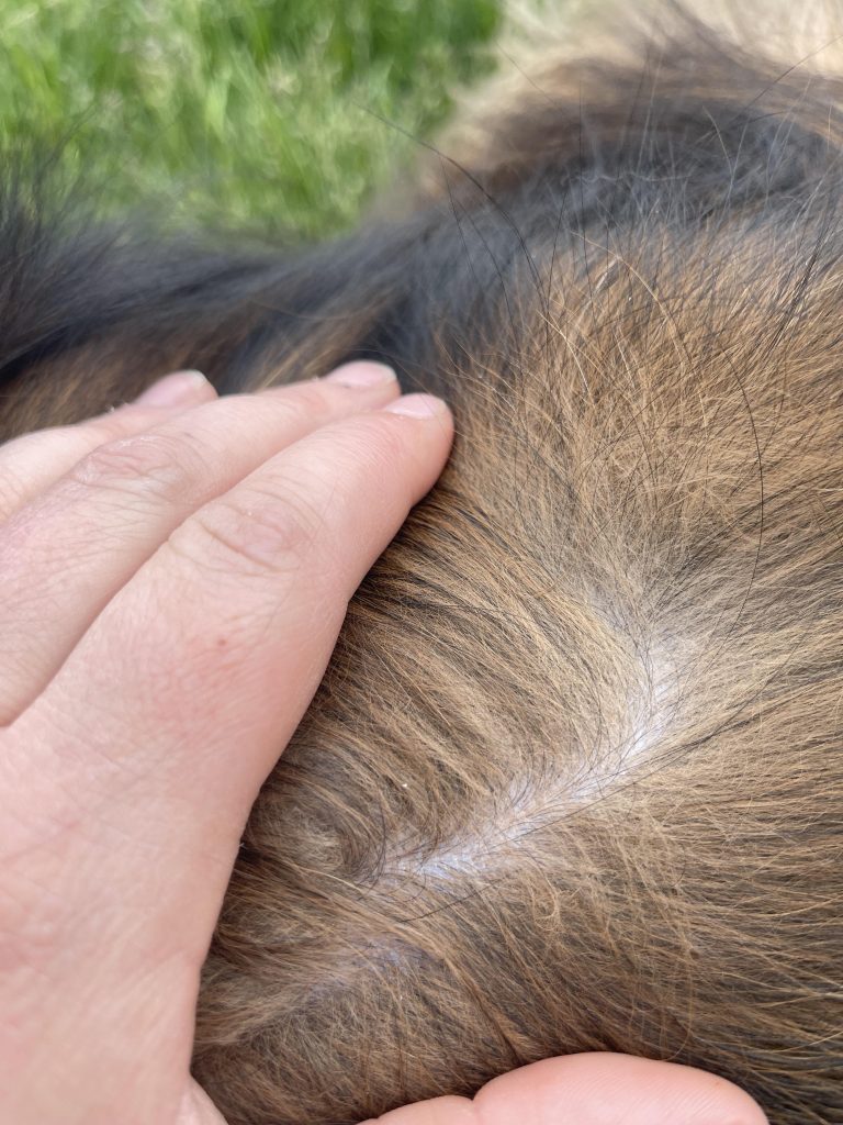 Ultimate Guide to Dog Dry Dandruff: Causes, Treatments & Prevention 3 Dry Dandruff