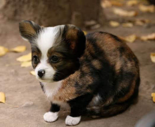 Cat-Dog Hybrids: Myth or Reality? The Truth Behind These Impossible Pets 5 Cat-Dog Hybrids