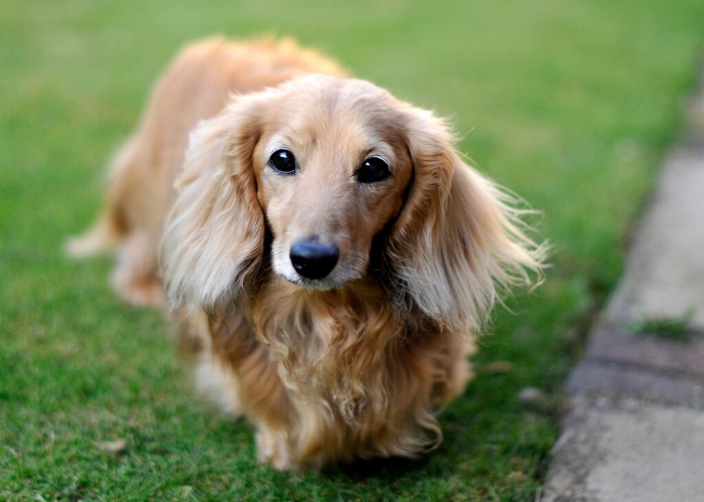 Golden Weiner Dog: The Charming Golden Retriever-Dachshund Mix 4 Golden Weiner Dog