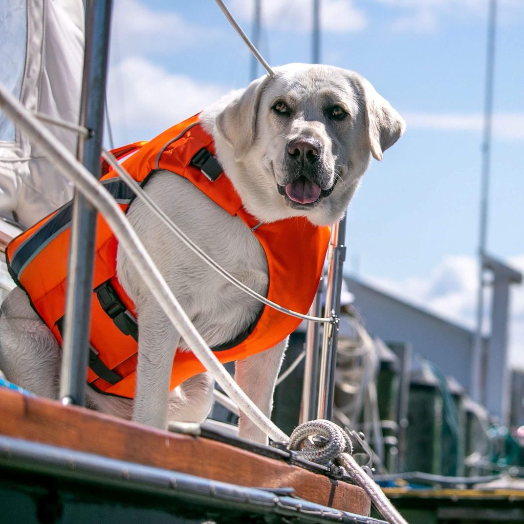 Top Dog Life Jackets for 2025: Keep Your Pet Safe 4 monterey bay offshore dog life jacket