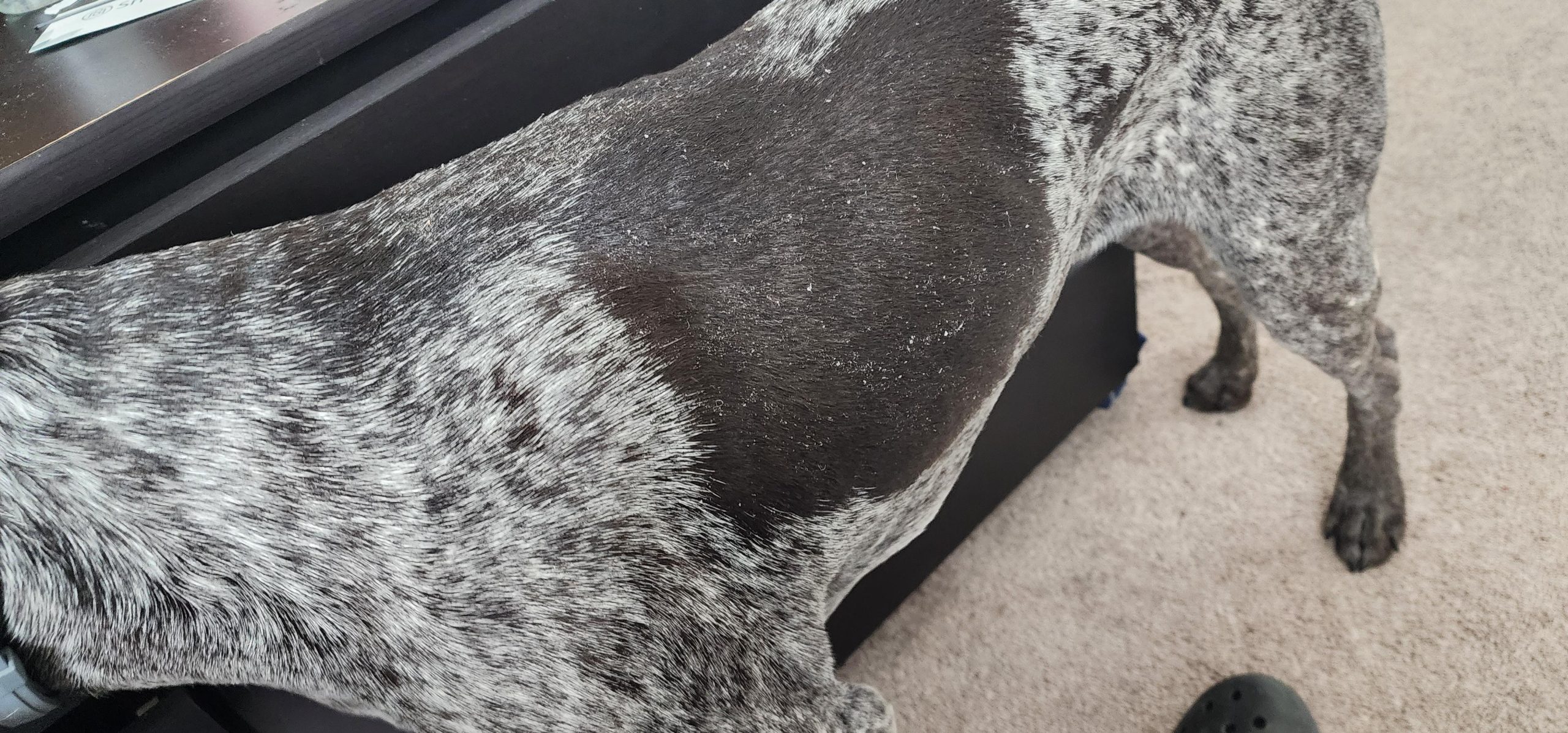 Ultimate Guide to Dog Dry Dandruff: Causes, Treatments & Prevention