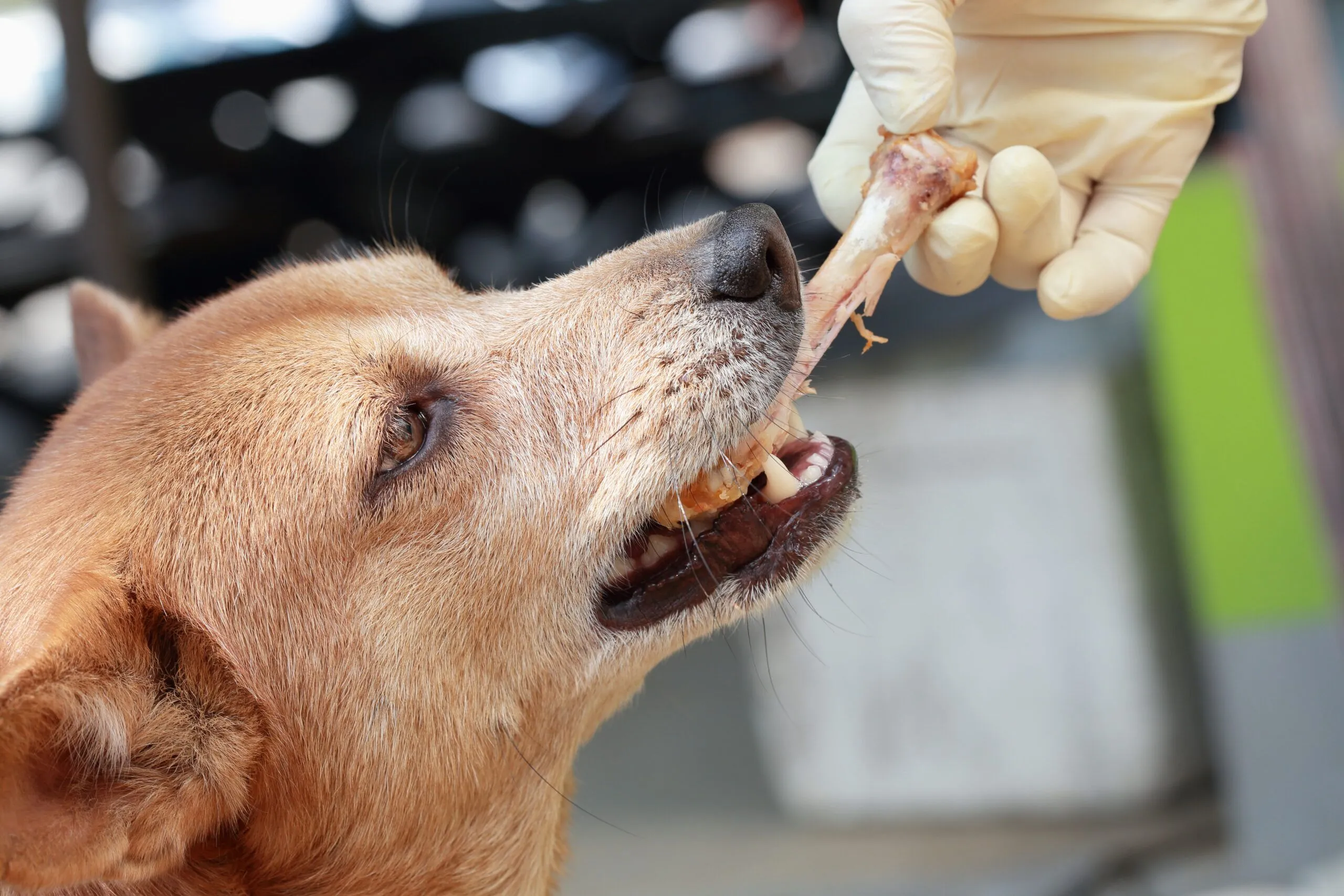 Dog Ate Chicken Bones: Risks & Immediate Actions to Take