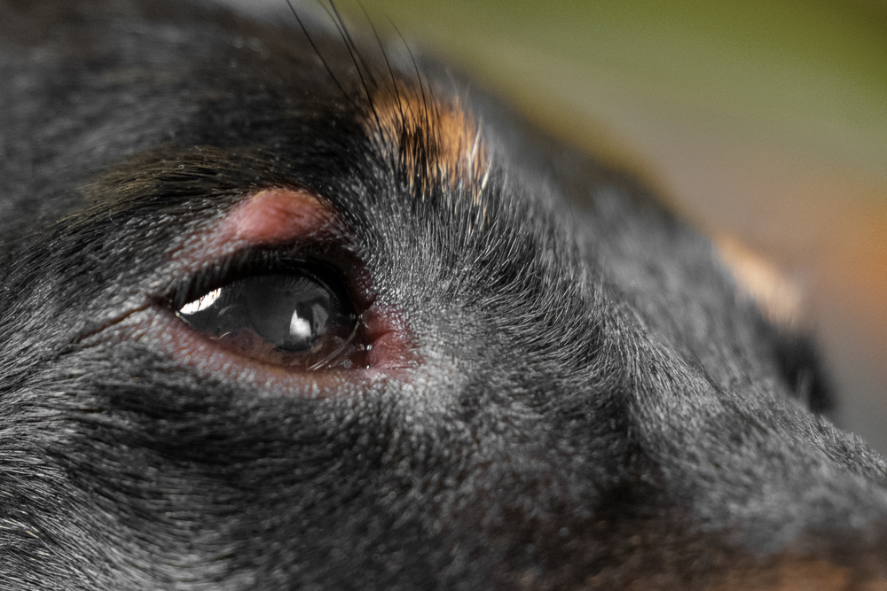 Dog Stye Eye Care: Symptoms, Treatment, & Prevention 2025 4 Understanding Dog Stye Eye
