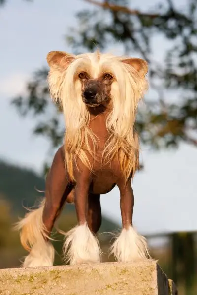 Chinese Crested Dog 2025: Comprehensive Care & Breed Guide 5 Chinese Crested Dog