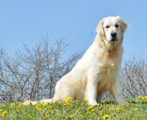 Golden Mountain Dog: Comprehensive Guide for Families 5 Golden Mountain Dog