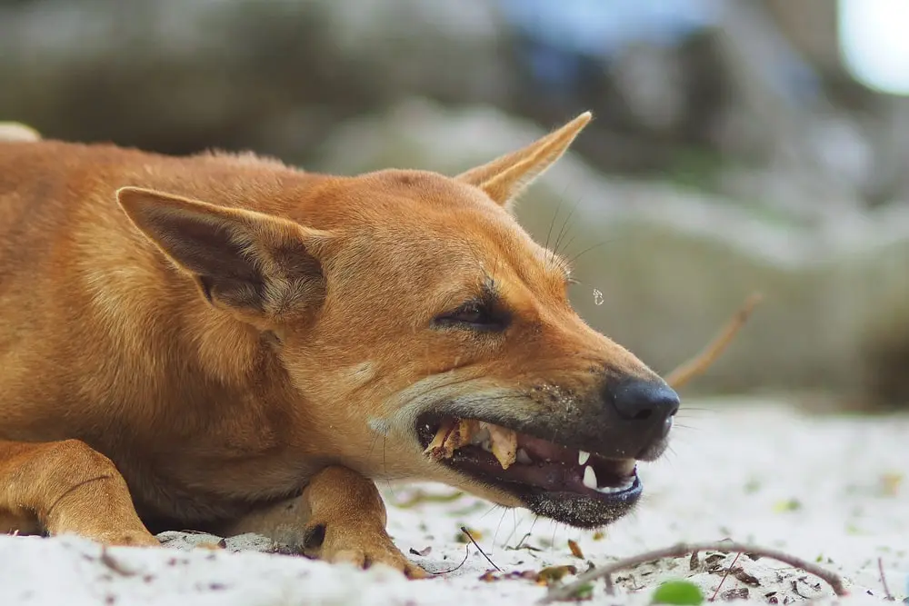 Dog Ate Chicken Bones: Risks & Immediate Actions to Take 3 Chicken Bones