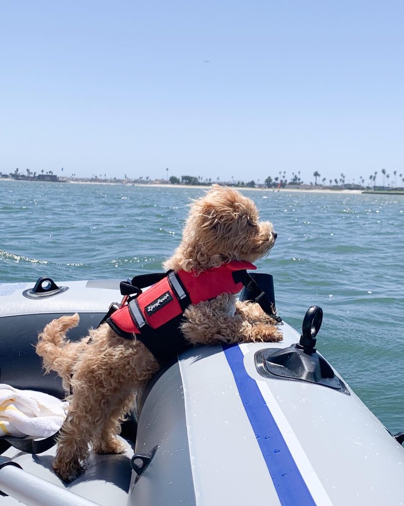 Top Dog Life Jackets for 2025: Keep Your Pet Safe 3 Dog Life Jacket