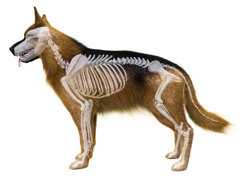 Dog Skeleton: Unveiling the Canine Frame's Secrets and Significance 4 Dog Skeleton