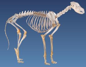 Dog Skeleton: Unveiling the Canine Frame's Secrets and Significance 2 Dog Skeleton