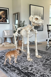 Dog Skeleton: Unveiling the Canine Frame's Secrets and Significance 3 Dog Skeleton