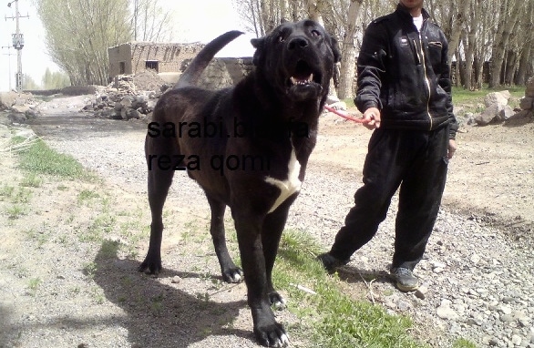 Sarabi Dog: The Gentle Giant Guardian from Iran's Ancient Lands 5 Sarabi Dog