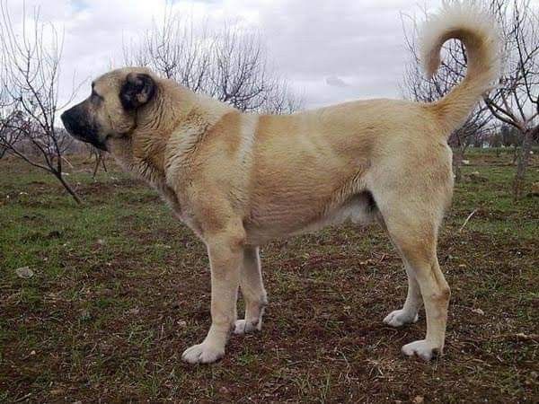 Sarabi Dog: The Gentle Giant Guardian from Iran’s Ancient Lands