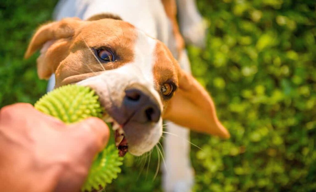 How to Teach Your Dog to Drop It: Ultimate Training Guide 3 Teaching Dog to Drop It