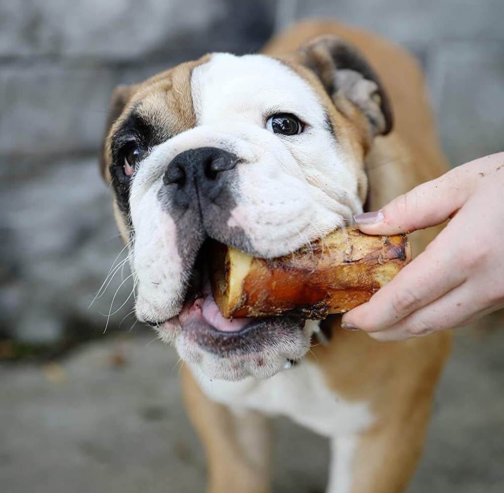 Best Dog Bones for Happy, Healthy Pups: Ultimate Guide to Canine Chews 4 Best Dog Bones