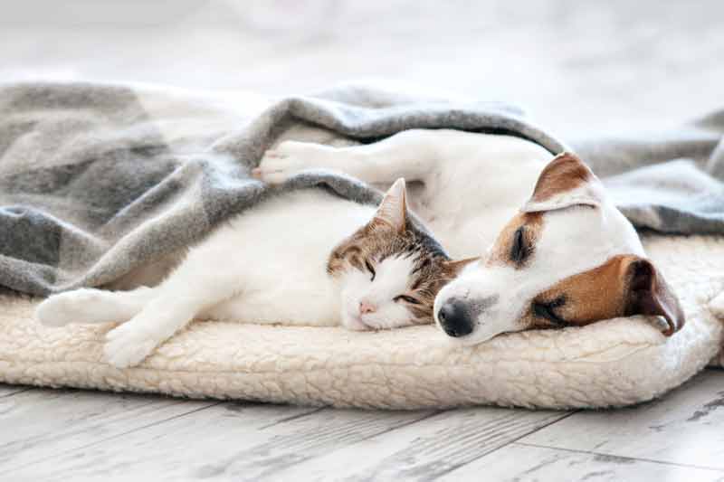 Dog Cremation Costs: What to Expect When Saying Goodbye 3 Understanding Dog Cremation Costs