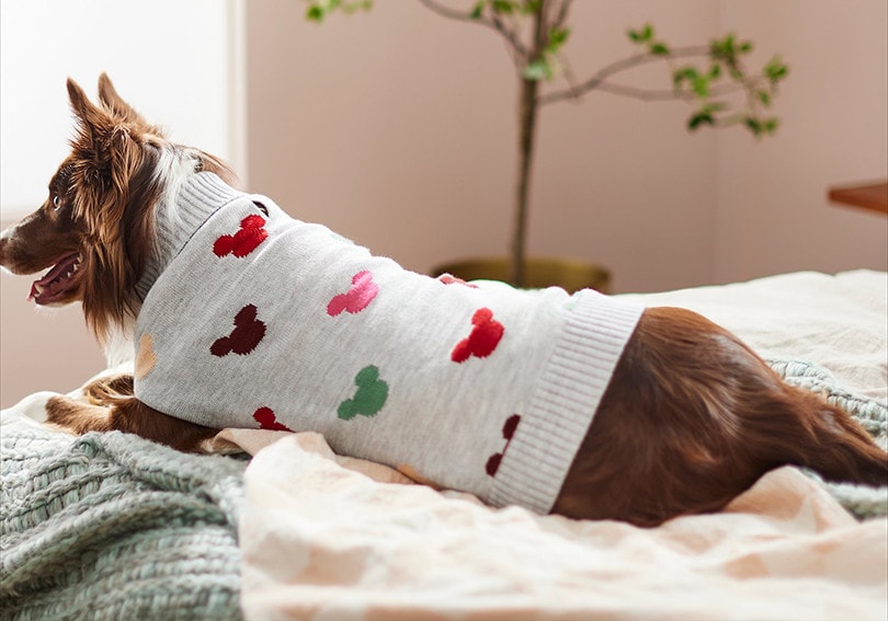 Best Dog Sweaters 2025: Keep Your Pup Warm & Stylish