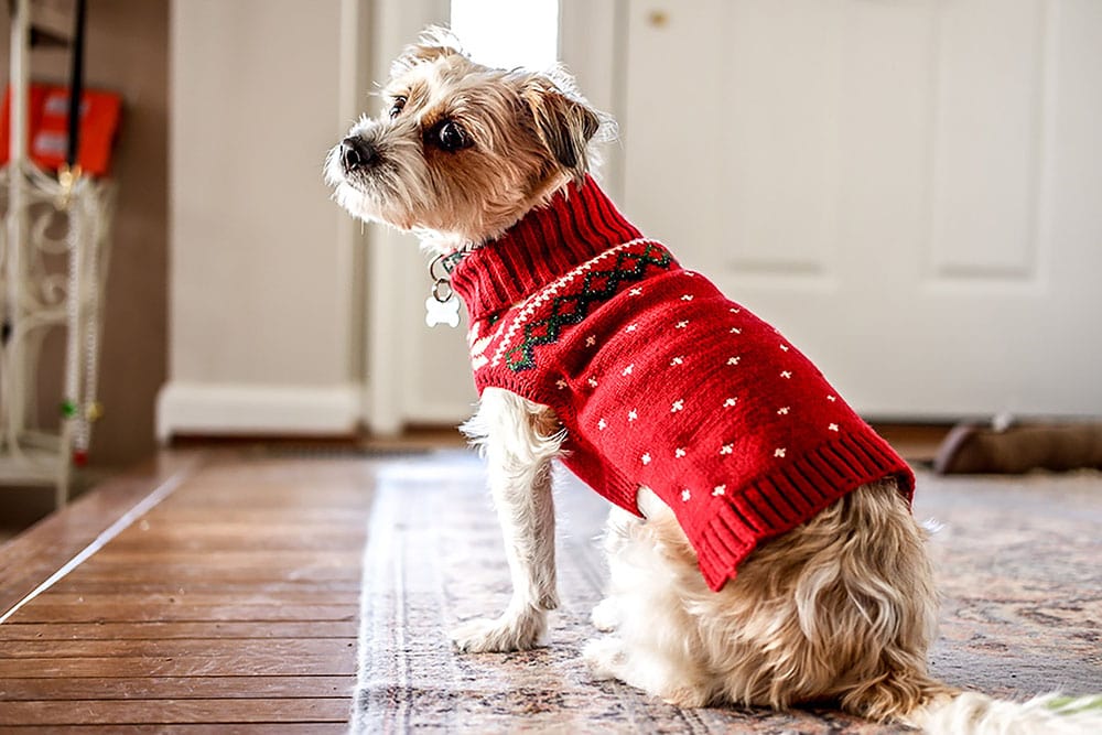 Best Dog Sweaters 2025: Keep Your Pup Warm & Stylish 2 Best Dog Sweaters 2025
