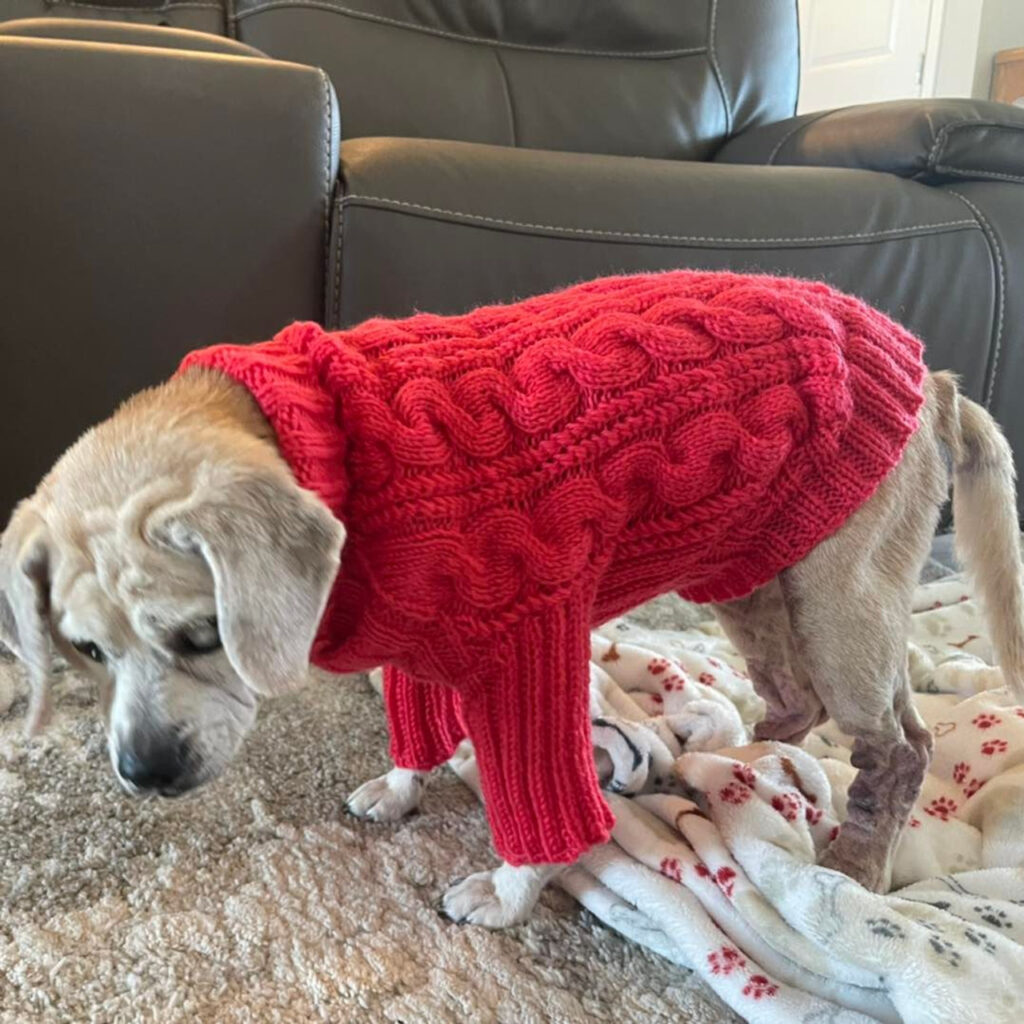 Best Dog Sweaters 2025: Keep Your Pup Warm & Stylish 3 Best Dog Sweaters 2025