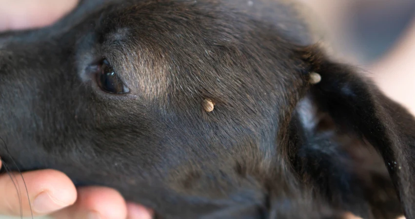 Dog Skin Tags Explained: Causes, Treatment & Prevention 3 Dog Skin Tags Explained