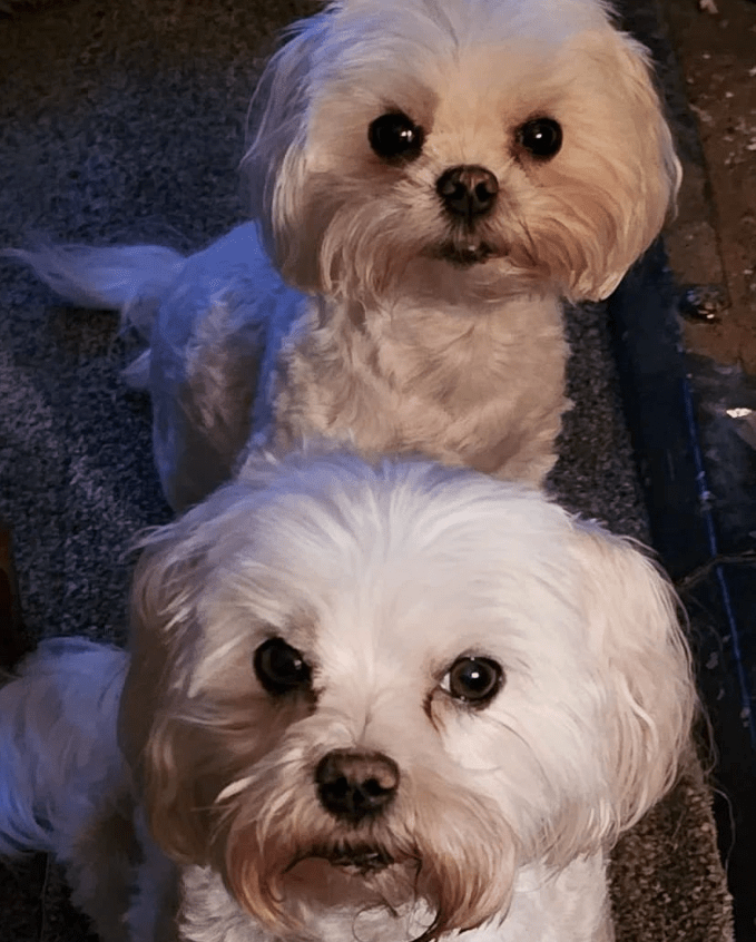 Image showcasing Crusty White Dog: Causes, Care, And Solutions For Teary Eyes