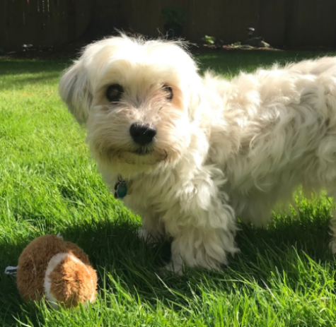 Crusty White Dog: Causes, Care, and Solutions for Teary Eyes