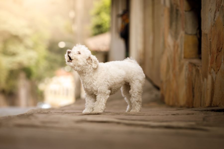 Decoding Dog Barks: Understanding Your Canine's Vocal Language 2 Dog Barks