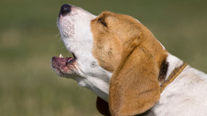 Decoding Dog Barks: Understanding Your Canine's Vocal Language 3 Dog Barks