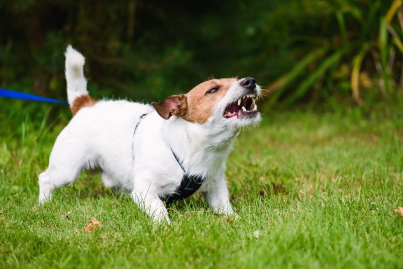 Decoding Dog Barks: Understanding Your Canine's Vocal Language 4 Dog Barks