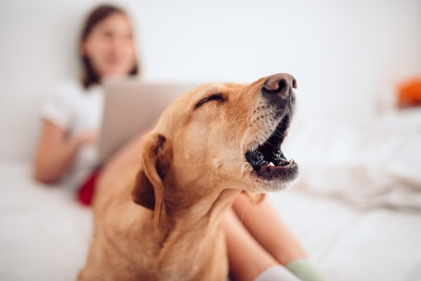 Decoding Dog Barks: Understanding Your Canine’s Vocal Language