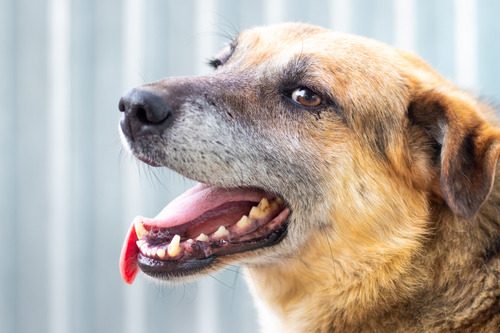 Dog Breathing Fast but Not Panting: Causes & When to Seek Help 3 Dog Breathing Fast but Not Panting