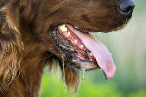 Dog Breathing Fast but Not Panting: Causes & When to Seek Help