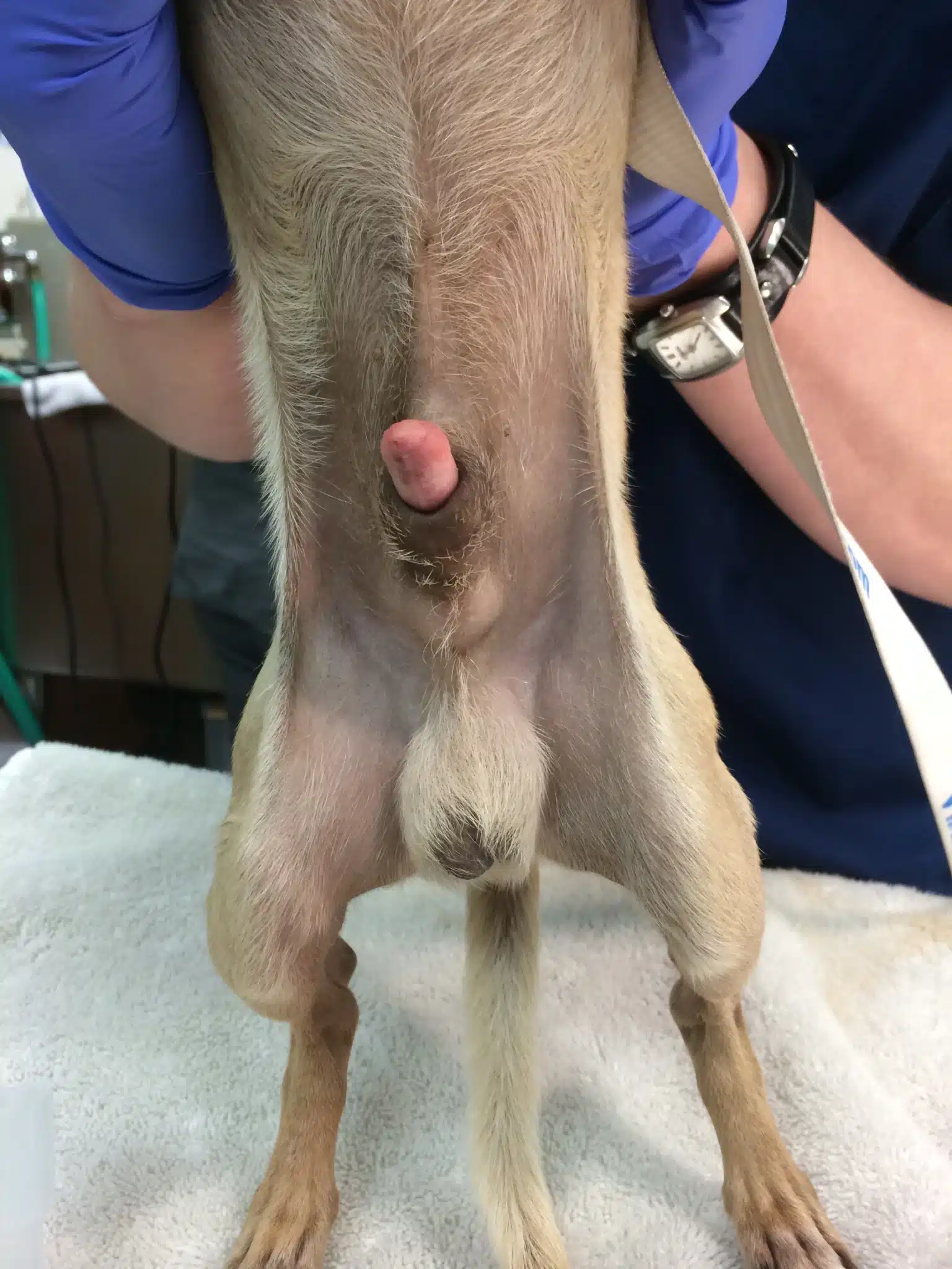 Dog Penis Health & Care: Essential Guide for 2025