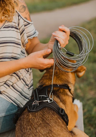 Dog Tie Out Safety: Essential Tips and Best Practices 2 Dog Tie Out Safety