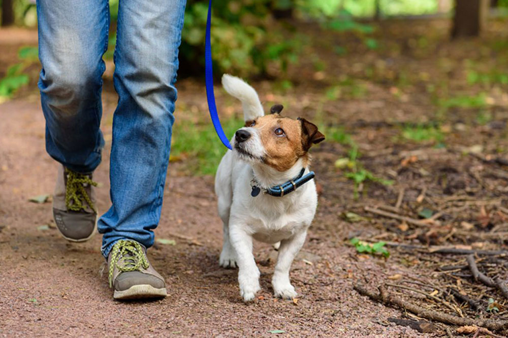 Dog Tie Out Safety: Essential Tips and Best Practices