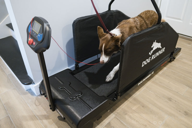 Dog Treadmill 2025: Top Benefits & Best Models Reviewed