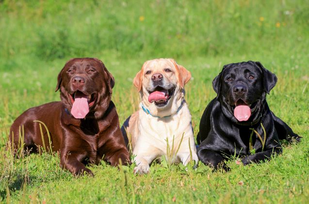 How Much is a Labrador Retriever? 2025 Cost Guide 3 How Much is a Labrador Retriever