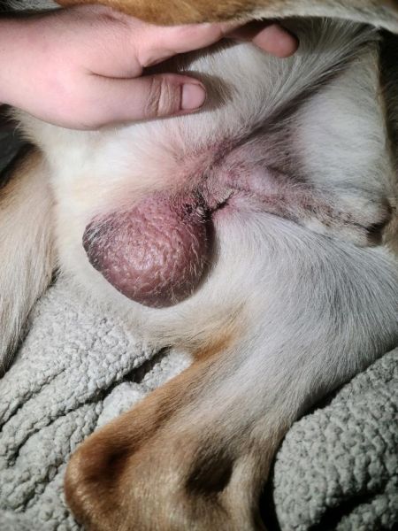 Neuter a Dog