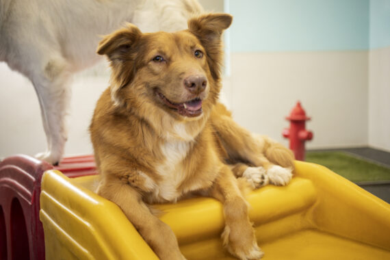 Neuter a Dog