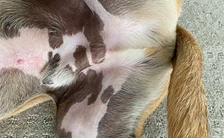 How Much Does It Cost to Neuter a Dog? 2025 Guide