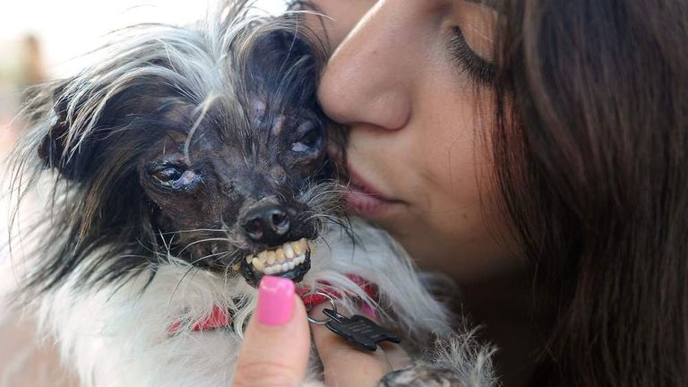 Peanut: World’s Ugliest Dog Wins Hearts with Inspiring Journey
