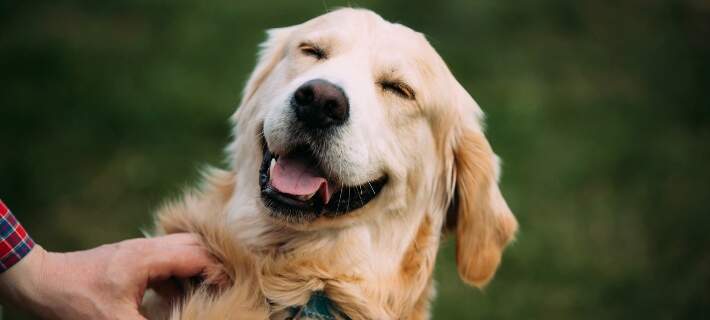 Smiling Dogs