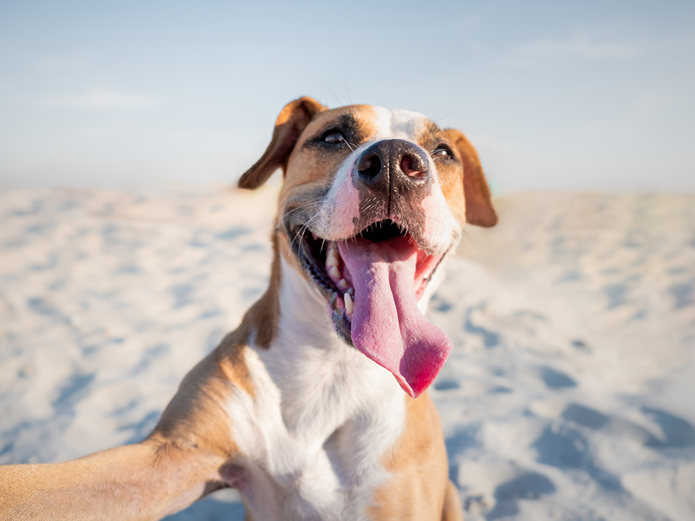 Smiling Dogs: Decoding Canine Grins and Capturing Joy in Photos