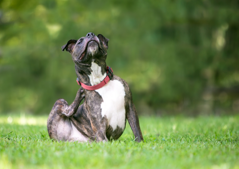 Top Dog Shampoos for Itchy Skin Relief in 2025 3 Top Dog Shampoos for Itchy Skin Relief in 2025