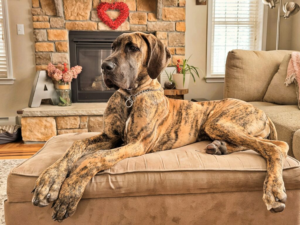 What Kind of Dog is Scooby-Doo? A Comprehensive Guide 3 What Kind of Dog is Scooby-Doo